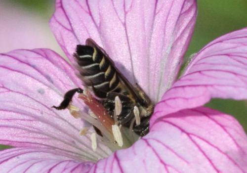 Megachilini